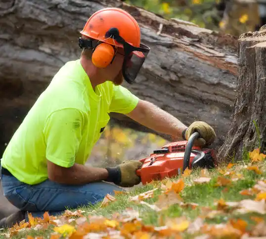 tree services Bottineau